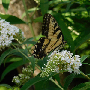 Tiger Swallowtail Butterfly